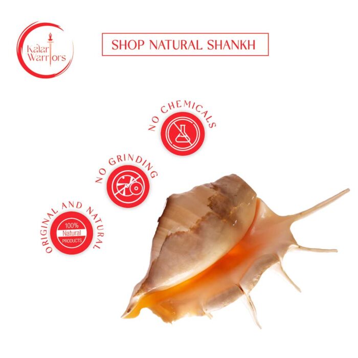 new conch new1 Panchmukhi Shankh - Image 7
