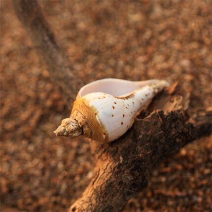 Under The Rocks (Small)