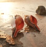 Under The Rocks (Pair 2) - Image 2