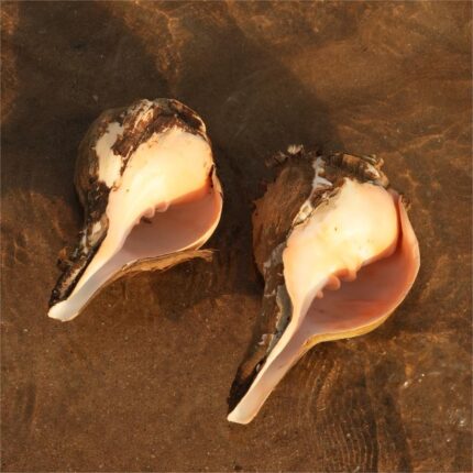 Under The Rocks (Pair 3)