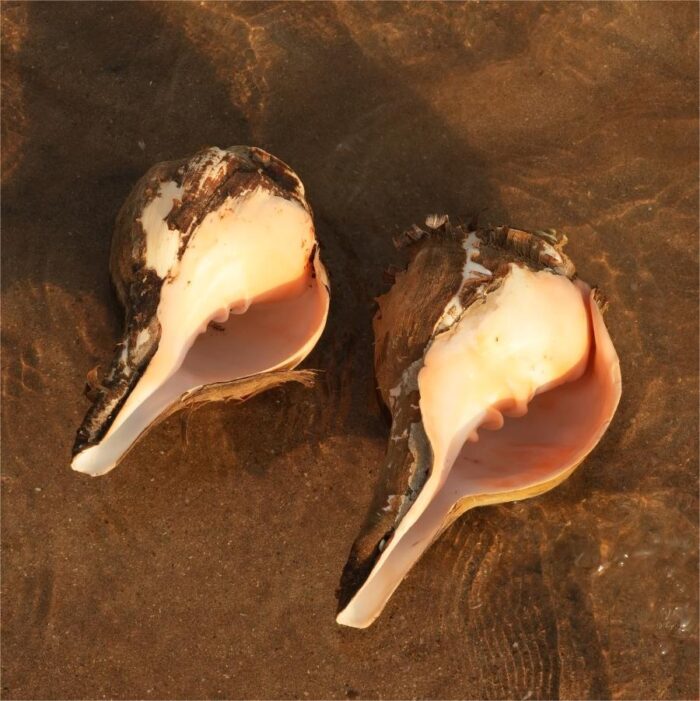 pair 3 - Copy Under The Rocks (Pair 3) - Image 1