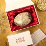 Abalone Seep