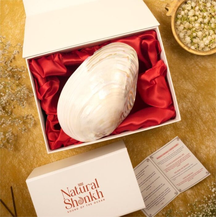 white sippi - Copy Pearl Seep - Image 1