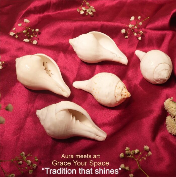 Vishnu - Puja Shankh Kit (5 Medium pcs) - Image 3