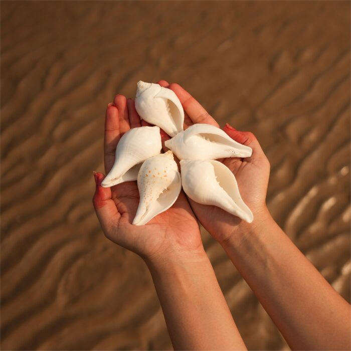 Vishnu - Puja Shankh Kit (5 Medium pcs) - Image 2