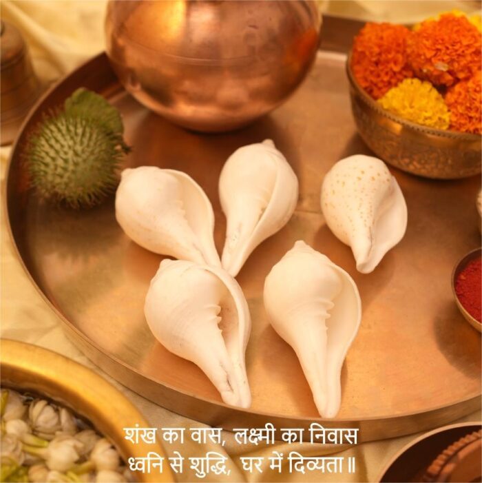 Vishnu - Puja Shankh Kit (5 Medium pcs) - Image 4